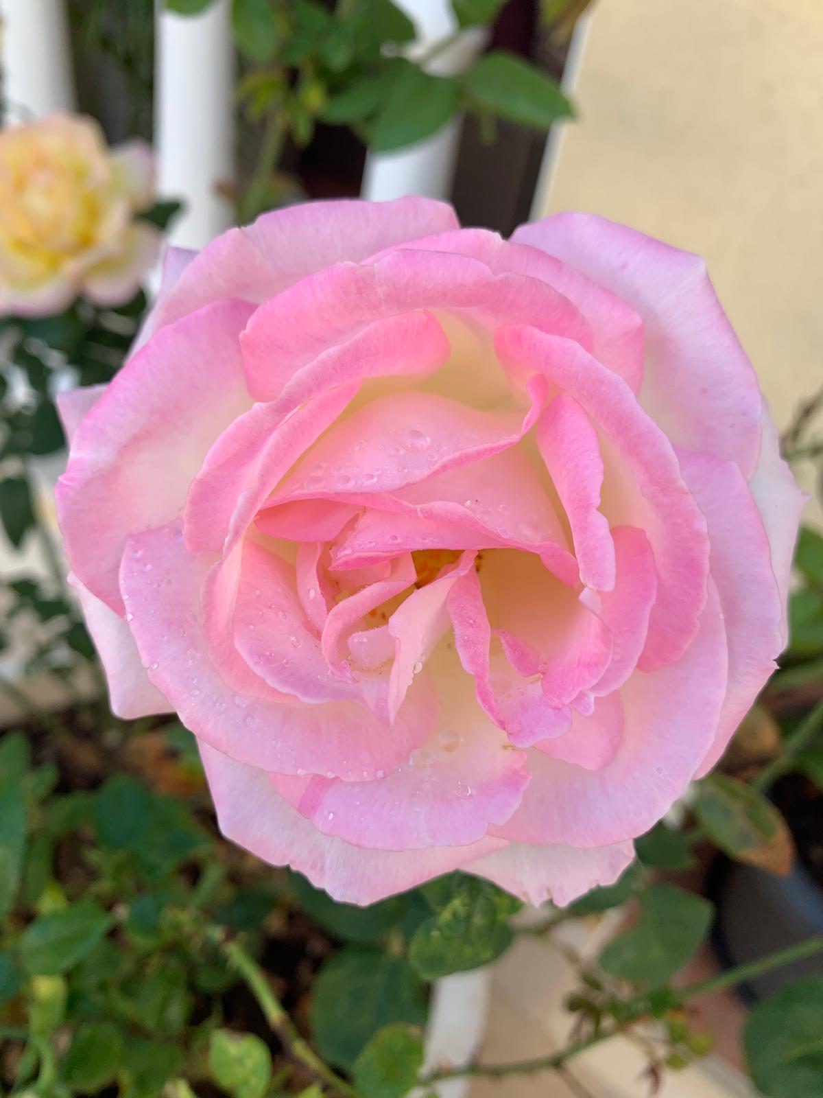 Soft pink and cream rose with dew drops on the petals