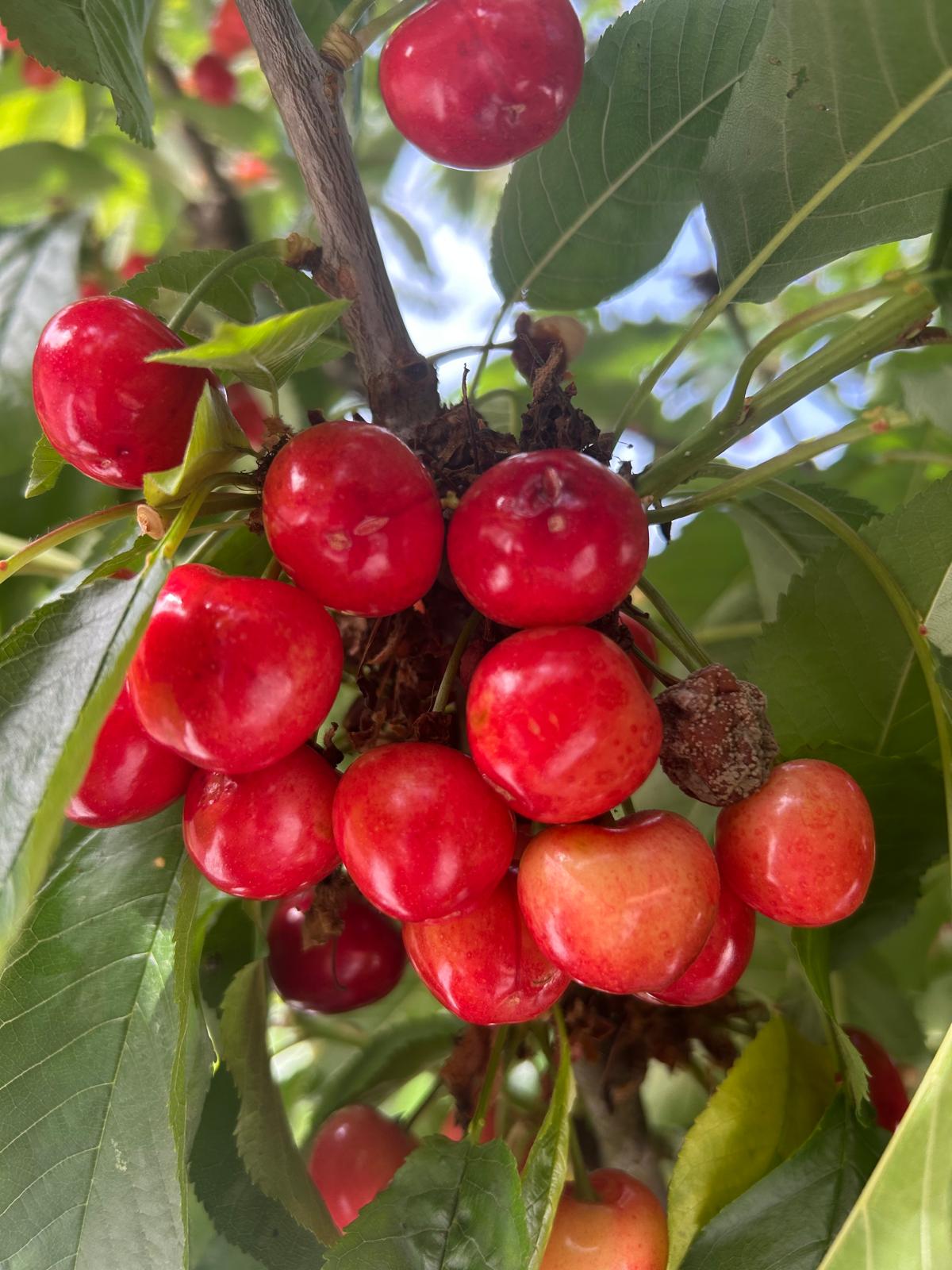 Ripe red cherries hanging in clusters on the cherry tree