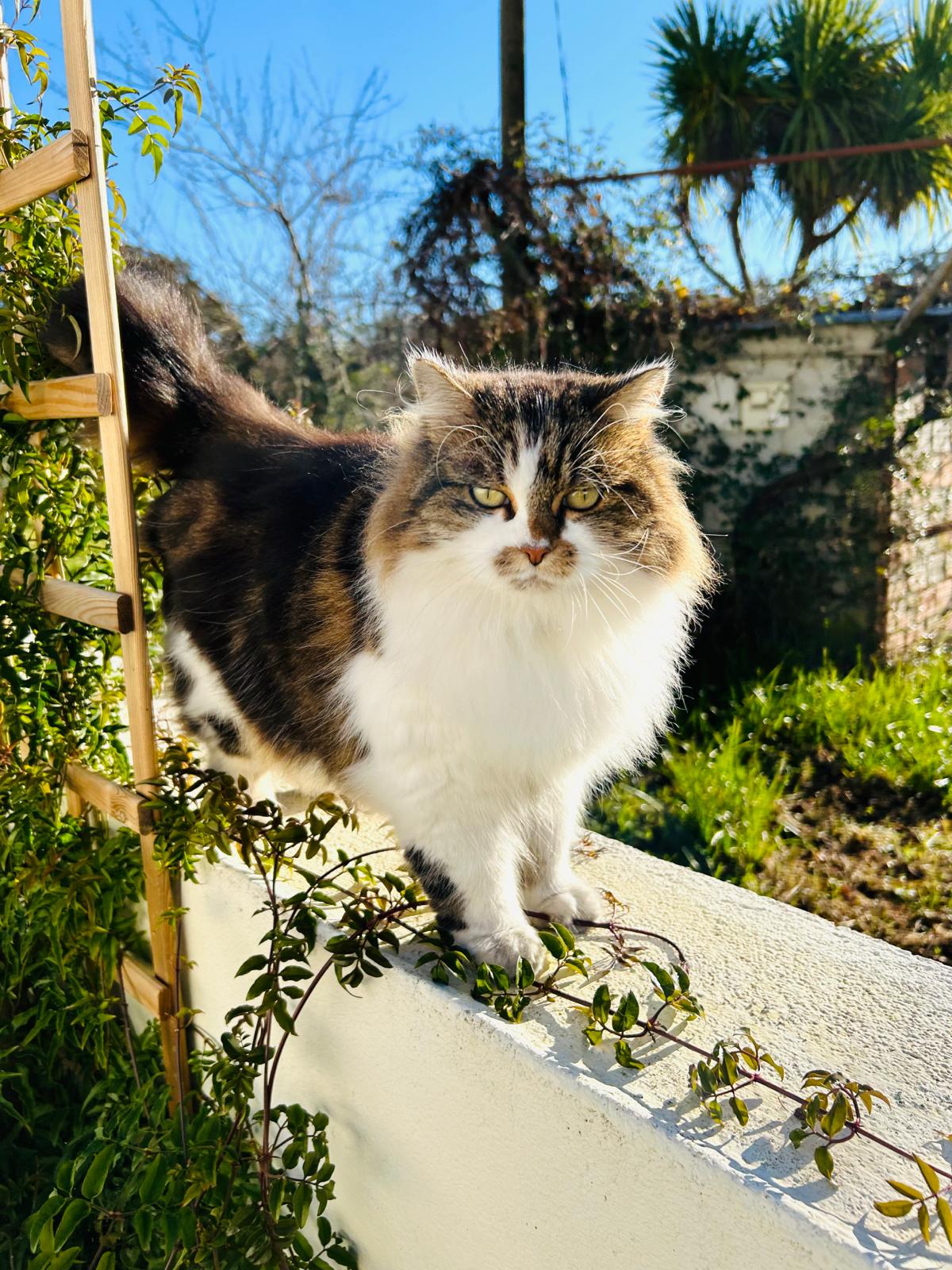 Noelle, a fluffy tabby-and-white cat, in the garden