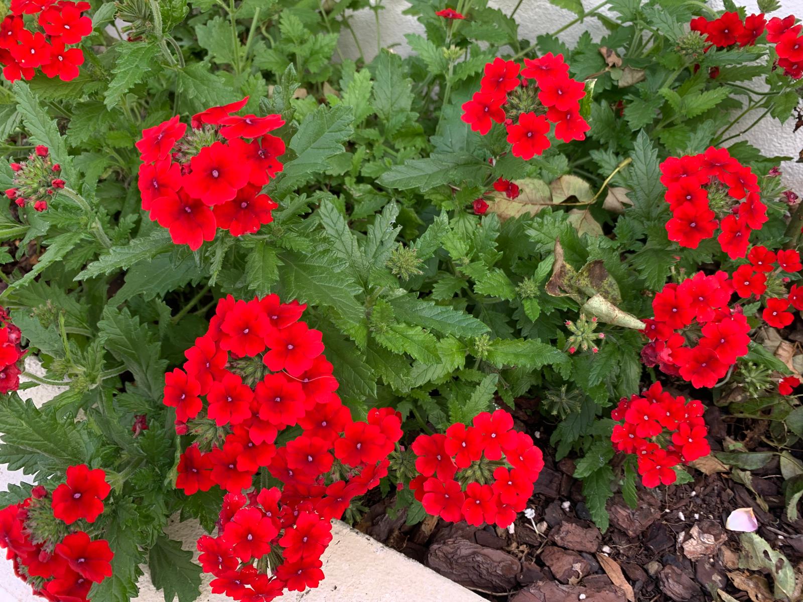 Bright red verbena clusters spilling from a garden bed