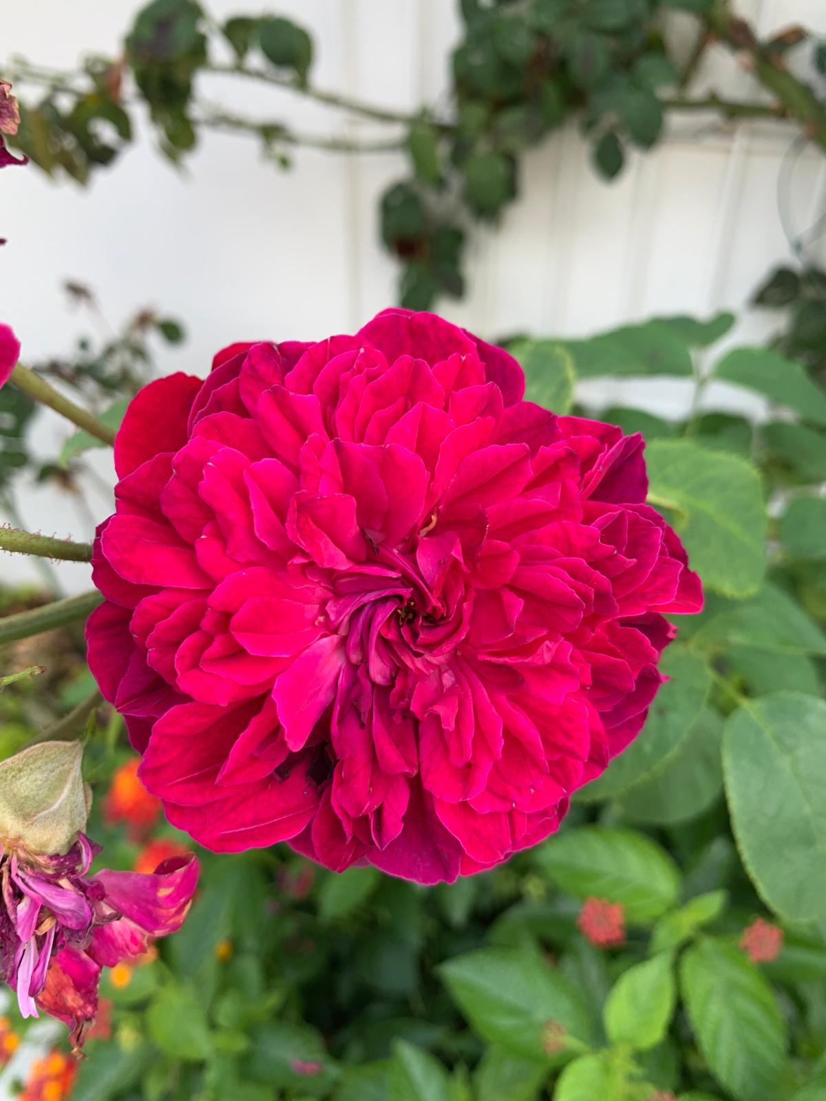 Rich crimson double rose in the garden