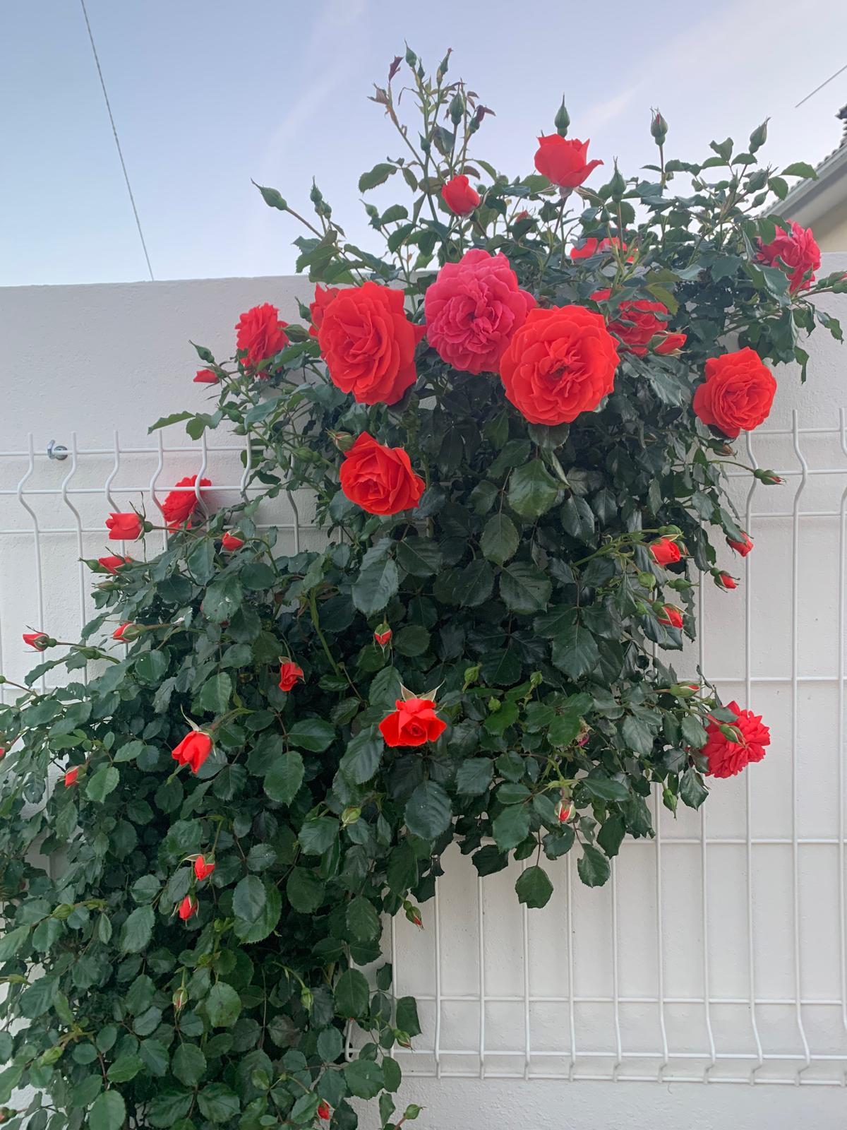 Tall climbing red rose bush in full bloom against a white wall