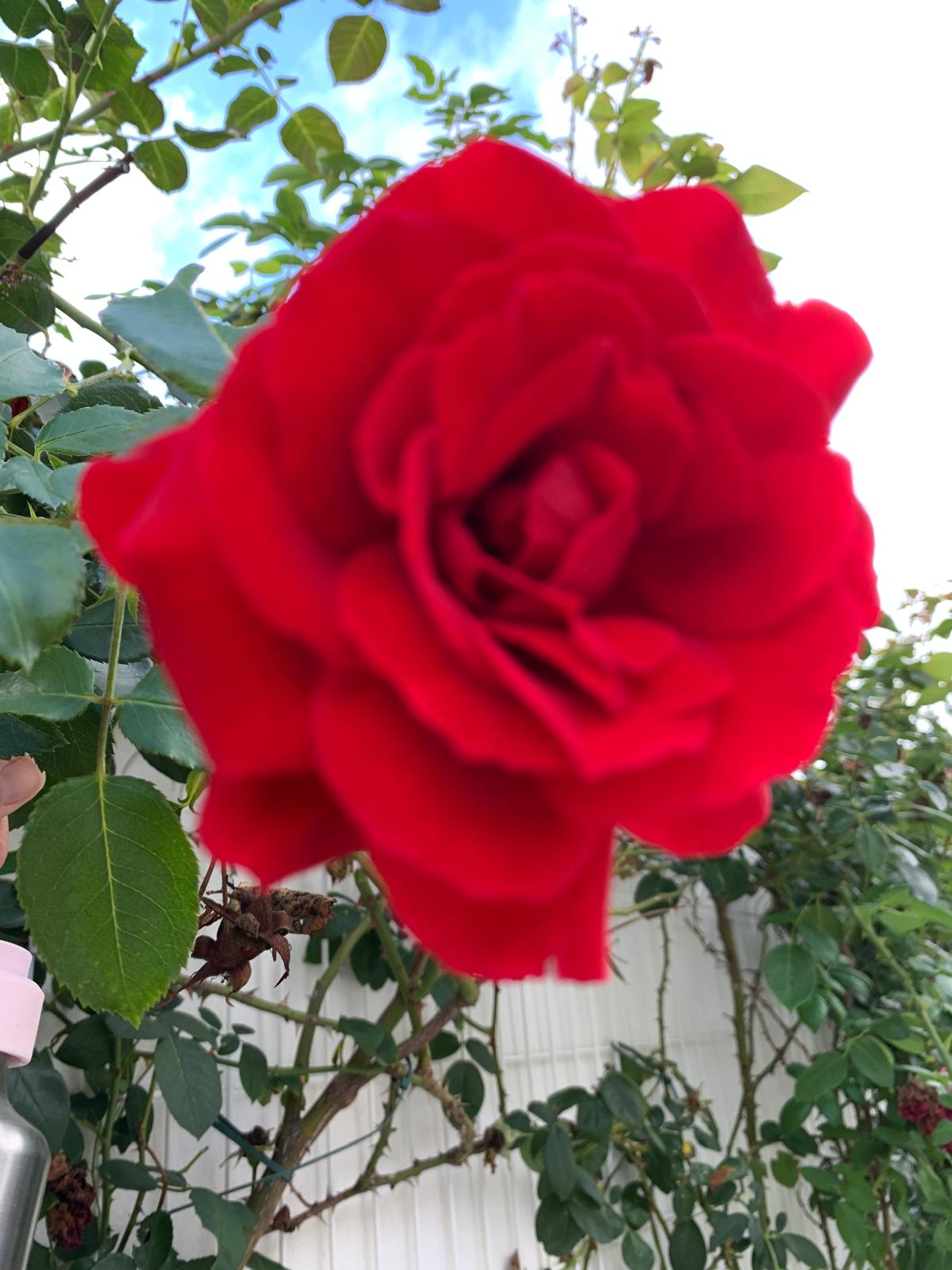 Deep red velvet rose against a bright sky