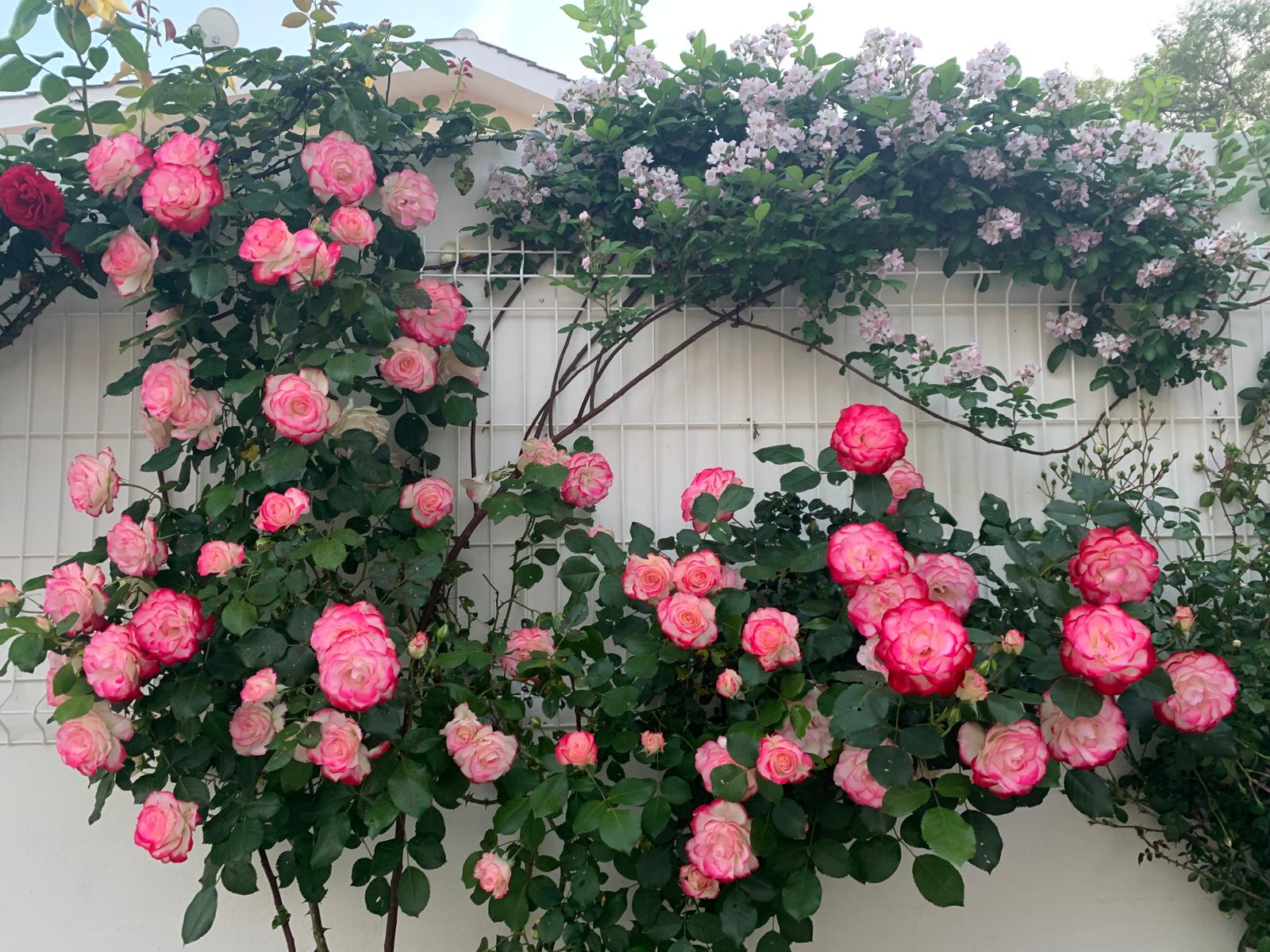 Trellised wall of pink-edged cream roses and soft pink climbers