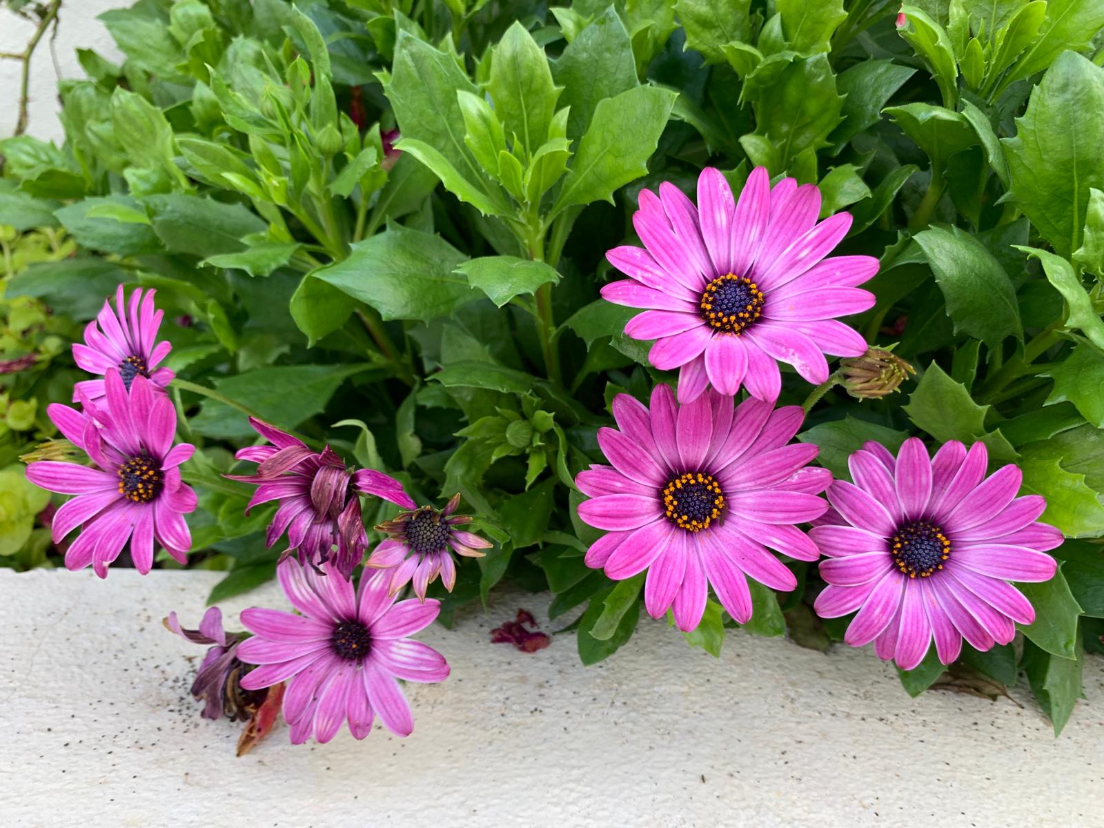 Bright pink osteospermum daisies against fresh green foliage