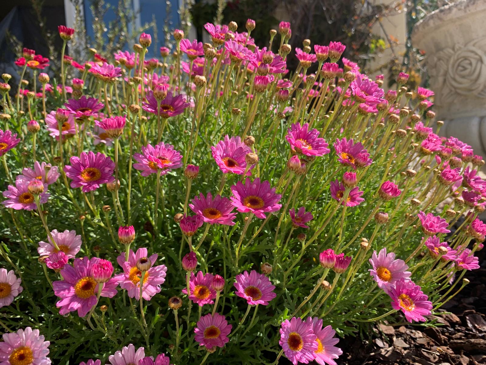 Pink marguerite daisies with sunlit water droplets on the petals