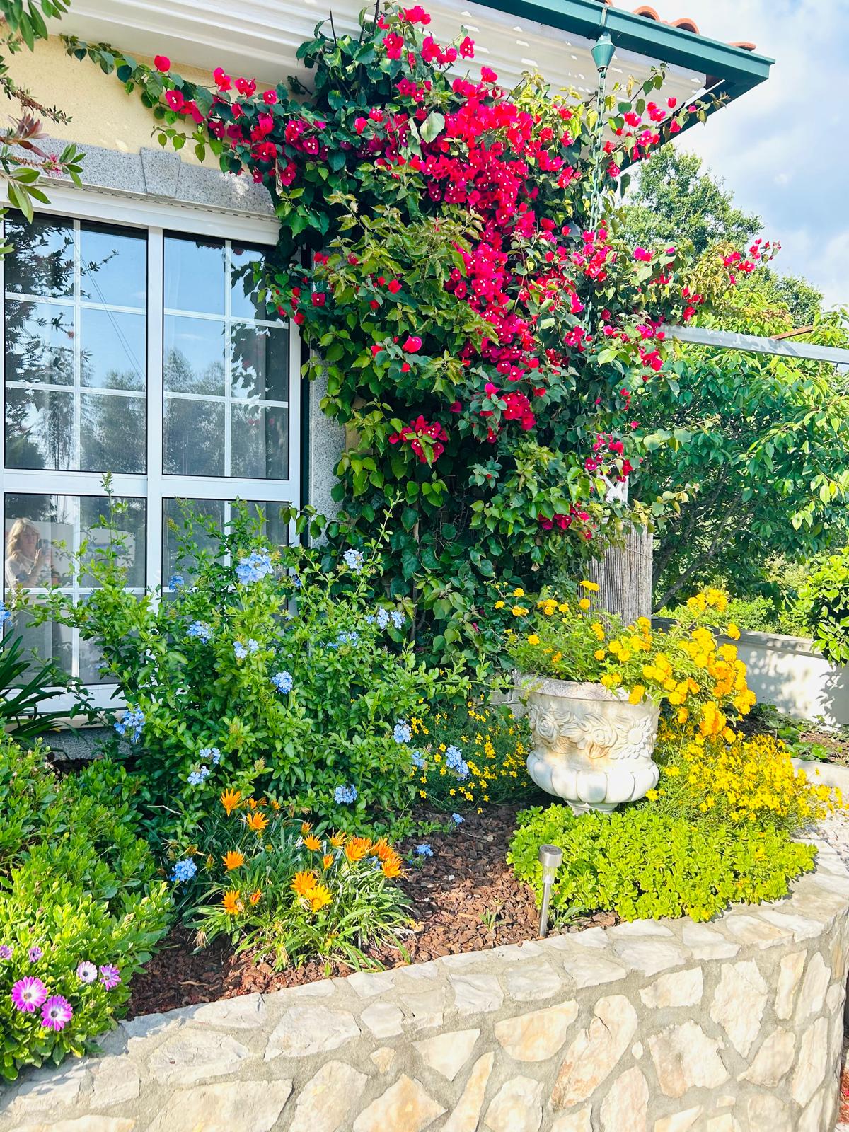 Crimson bougainvillea climbing the villa wall above beds of blue plumbago, yellow lantana and orange gazanias