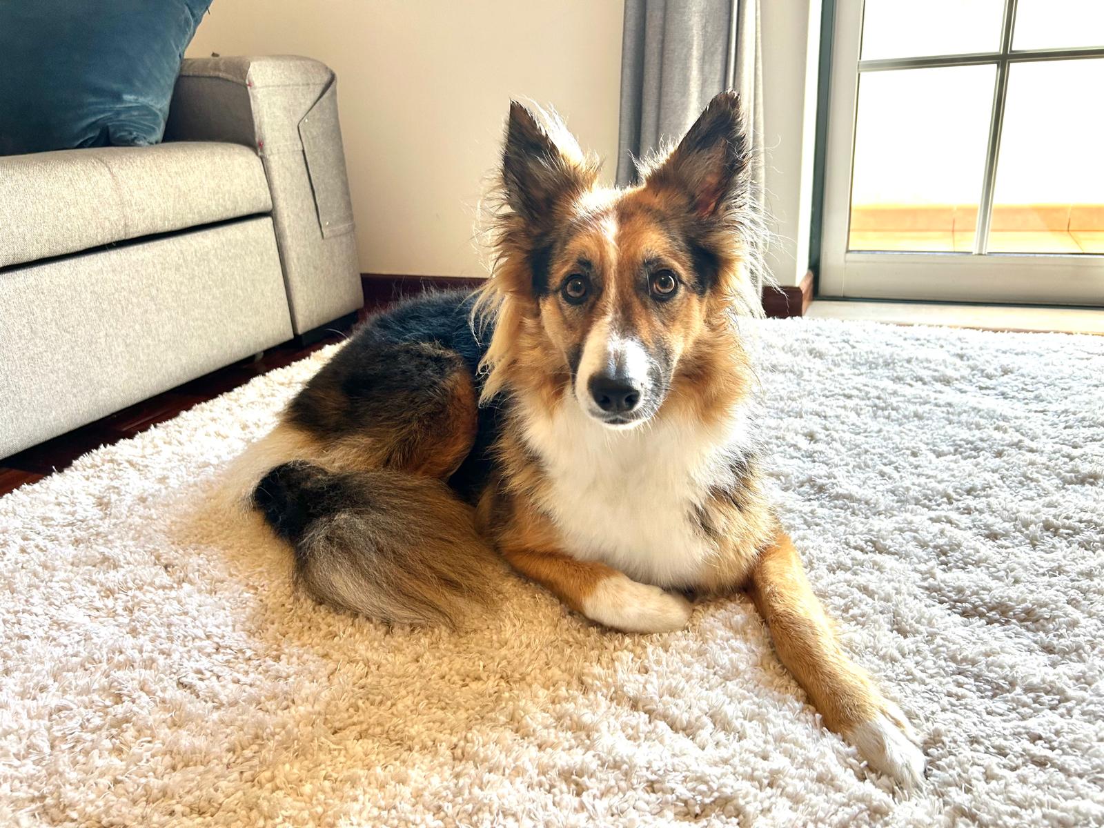 Chloe, a tri-colour collie mix, resting on a soft rug