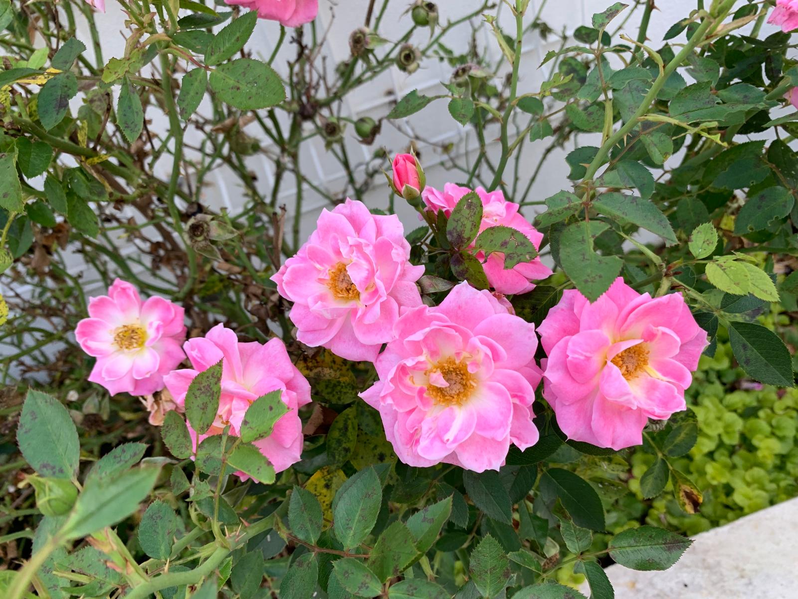 Cluster of soft pink shrub roses in bloom