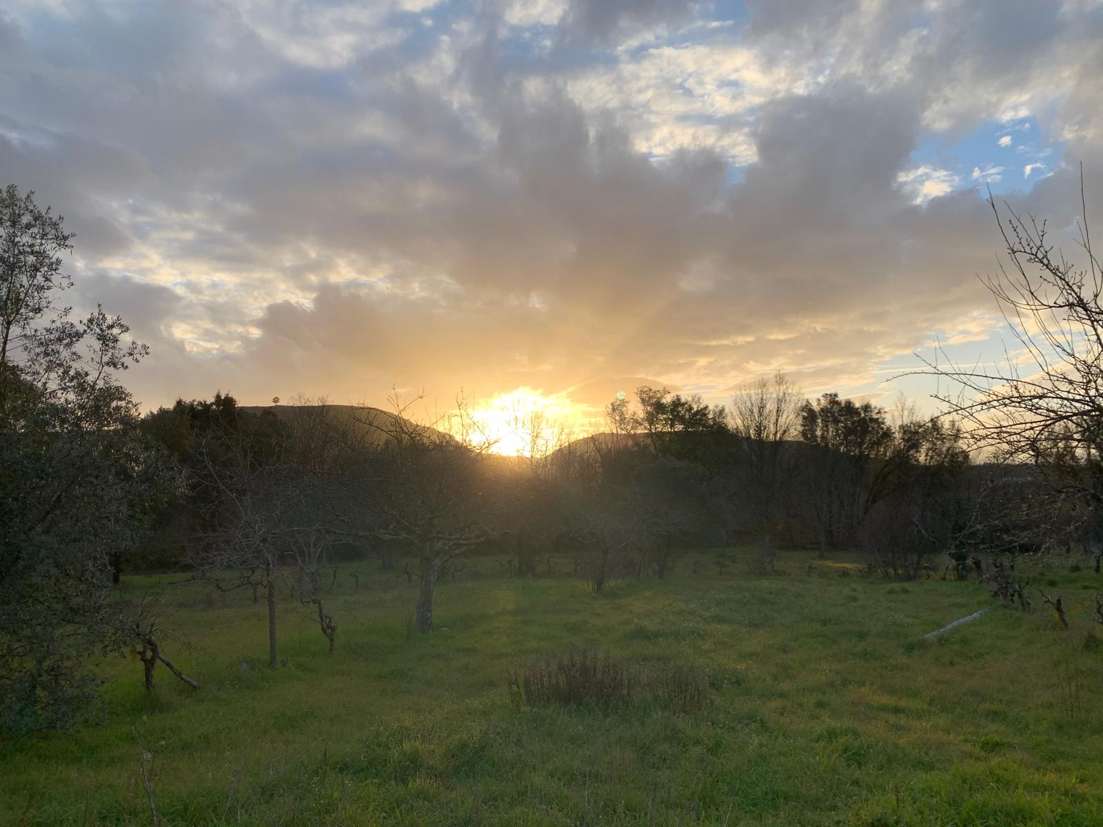 Orchard and olive trees at first light