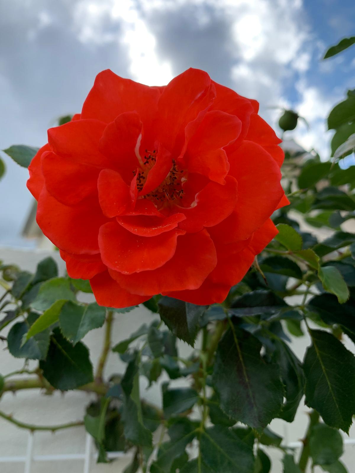 Coral orange rose opening under a cloudy sky
