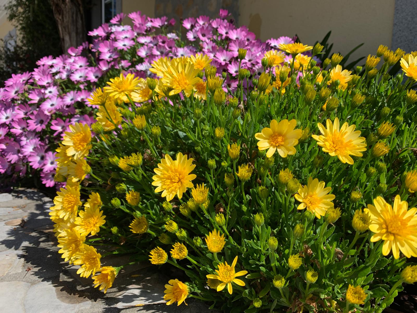 Mounds of pink osteospermum and yellow euryops daisies along a stone path