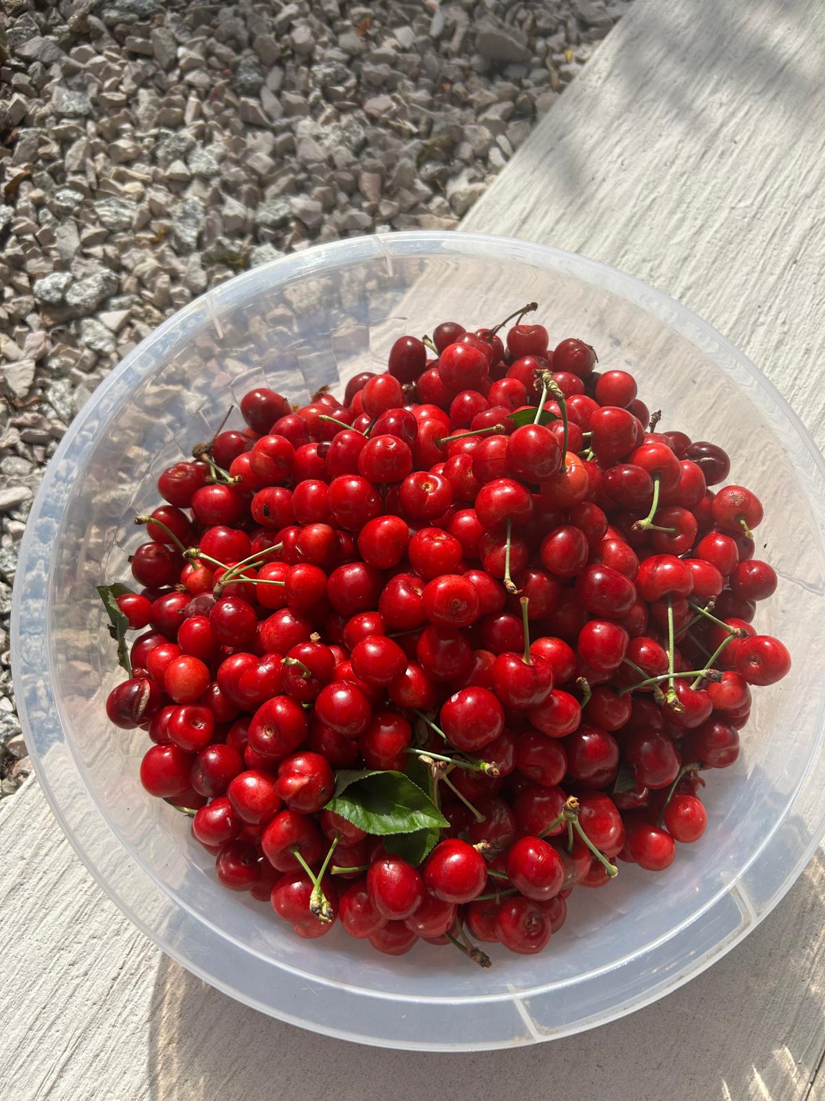 Large bowl of just-picked cherries with stems in the sunshine