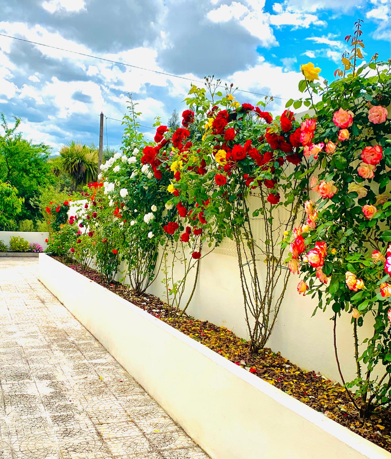 Long white wall lined with climbing red, yellow, cream and pink roses in full bloom