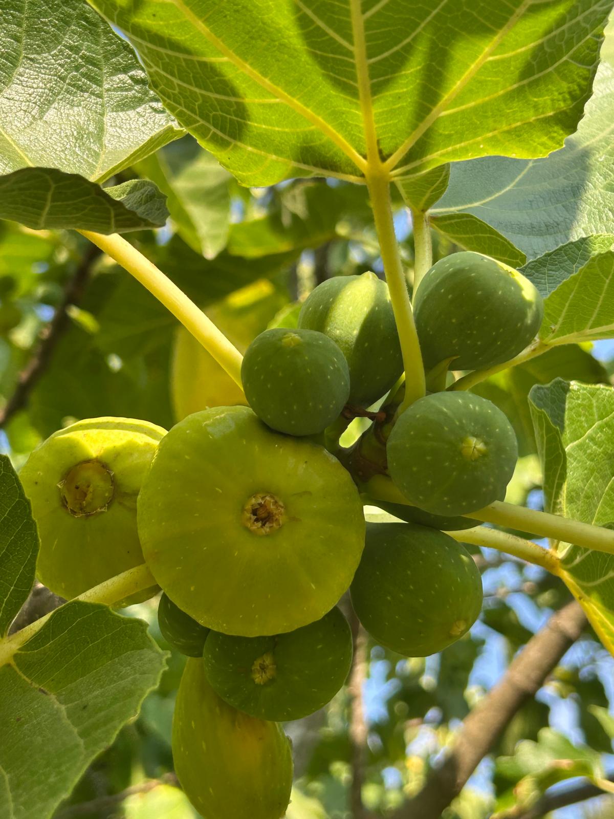 Cluster of ripening green figs on the tree, framed by broad fig leaves